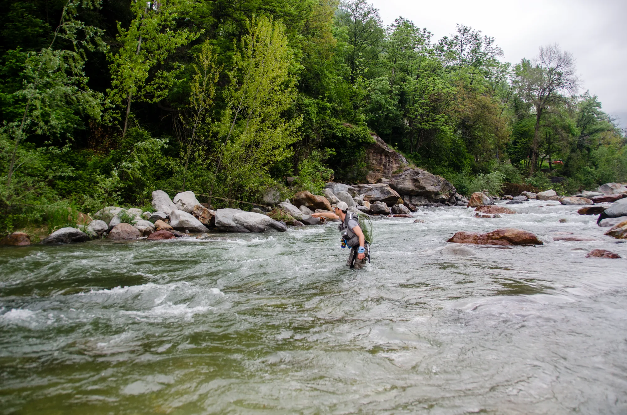 An angler wading a fast, boulder-strewn alpine river lined with spring-green trees