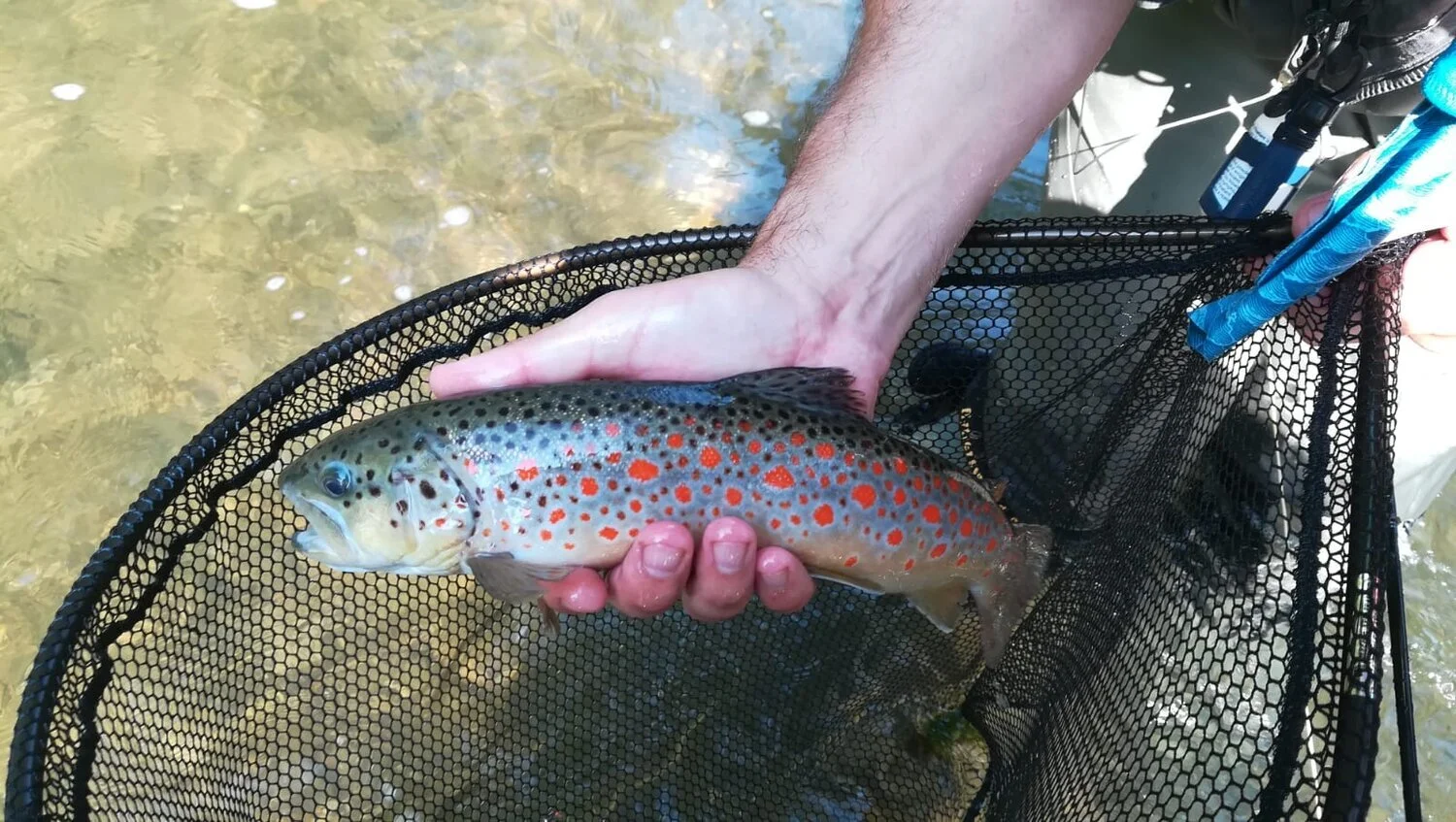 A brown trout with bright red spots, held over a landing net in clear water
