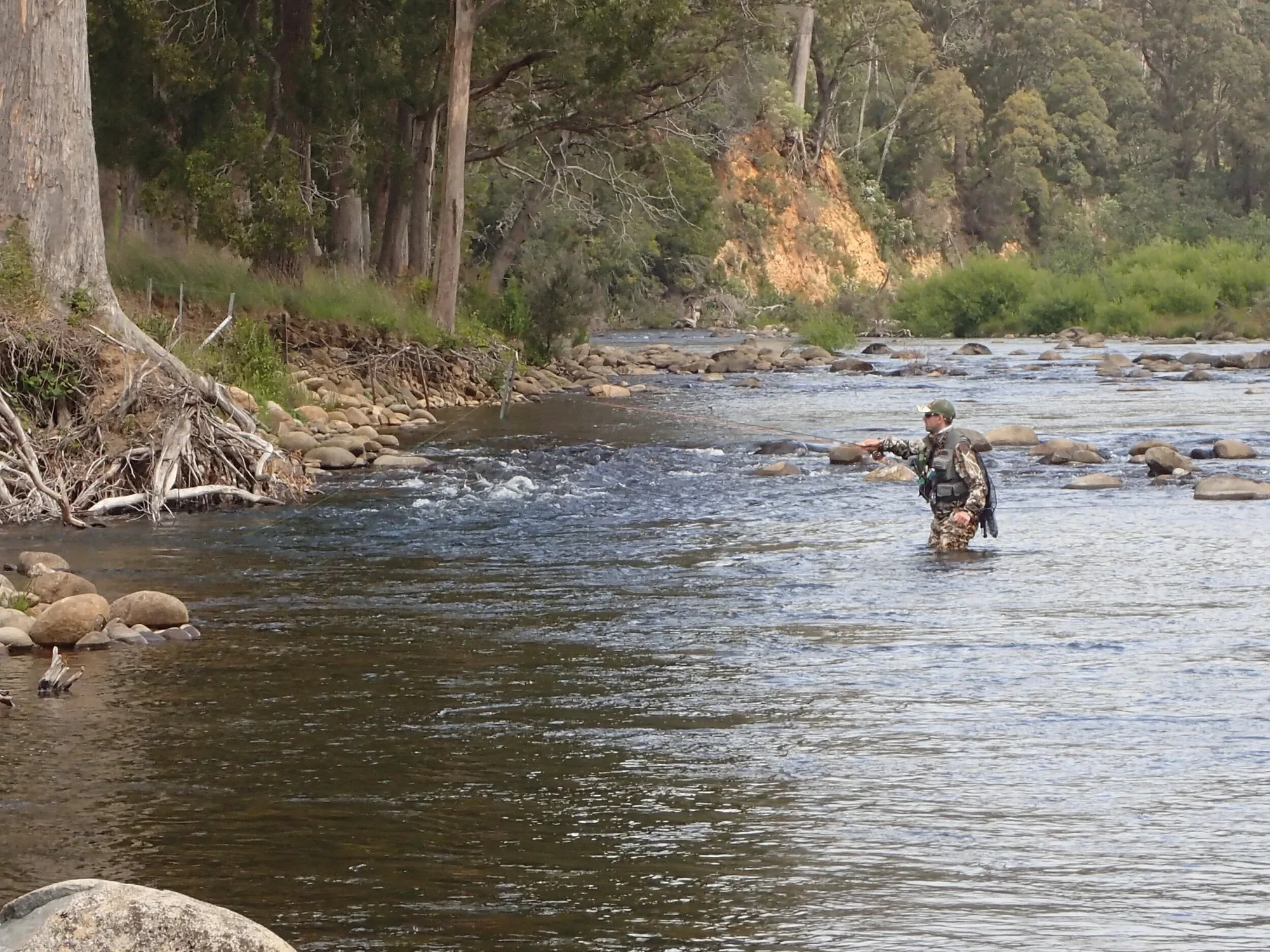 Lee wading a wide river under eucalyptus trees, fishing a competition session